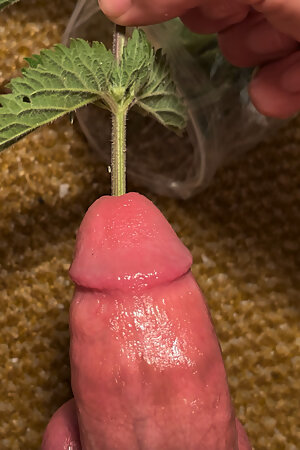 Cbt stinging nettles torturing big dick