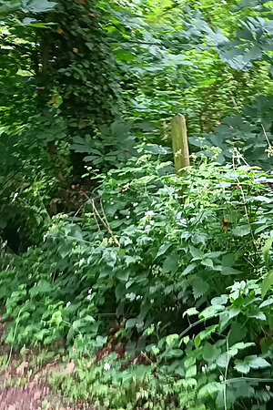 Big Uncut Cock Out Walking, Pissing, Wanking in the Woods Wearing Cords - Rockard Daddy