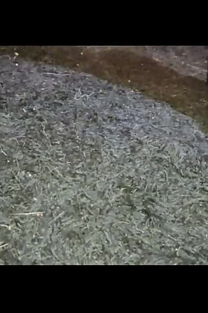 Jose Castell Preto Caresssed 2